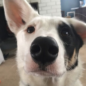 Meet your Posher, Monique